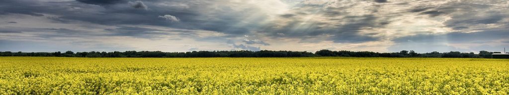 field landscape with clouds